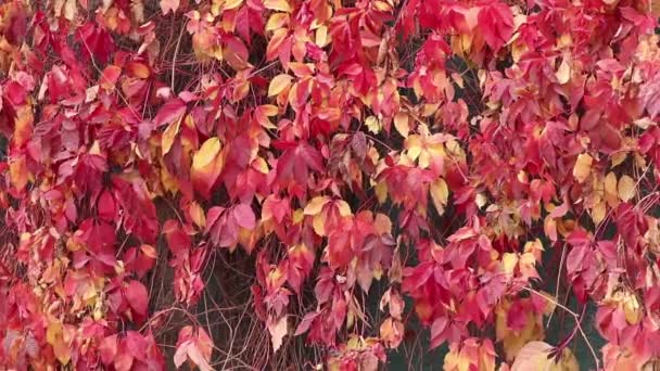 Sonbaharda Evin Duvarında Büyüyen Kırmızı Üzümler Arka Planda Vahşi Kırmızı — Stok video