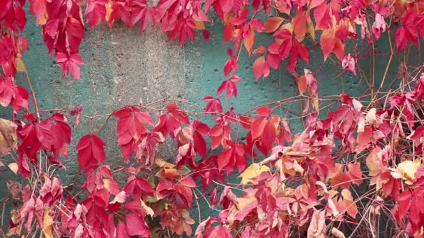 野红葡萄生长在房子的墙壁上 野红葡萄为背景 大自然在秋天 — 图库视频影像
