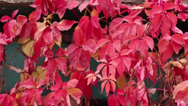 秋に家の壁に自生する野生の赤ブドウ背景に野生の赤ブドウ秋に自然 — ストック動画