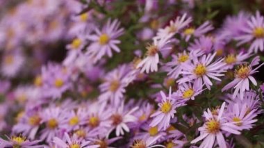 Kadın eli, mor çiçekli bir çalılığın üzerinde çiçek tutar. Sonbaharda arka plan olarak güneşte çiçek açan bir paskalya çiçeği, küçük mor çiçekli çalılık, çiçek arkaplanı.