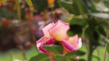 Bahçede güllerle dolu çalılar Sonbaharda güneşte, rüzgarda güller, güller