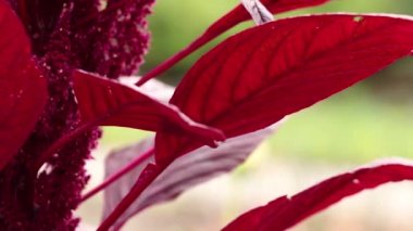 Amaranth 'ın kırmızı çiçekleri sonbaharda yakın planda, Ukrayna' da sonbahar bahçesi, çiçekli kırmızı çalı