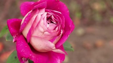 Bahçede güllerle dolu çalılar Sonbaharda güneşte, rüzgarda güller, güller