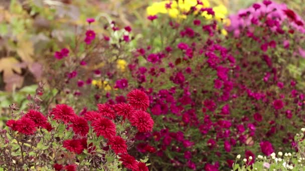 Chryzantéma Aster Red Rouge Keř Červenými Květy Podzim Zahradě Slunci — Stock video