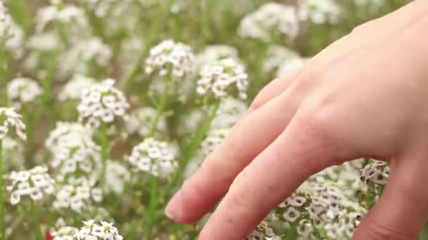 Uma Mão Feminina Segura Arbusto Com Flor Alyssum Jardim Outono — Vídeo de Stock