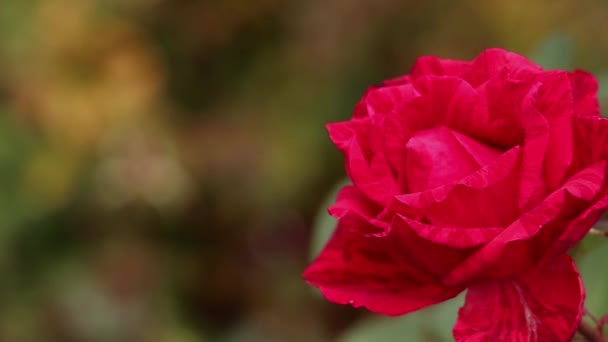 秋の庭のバラと太陽の下のバラの芽風の中のバラの芽 — ストック動画