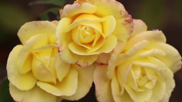 Keř Růžemi Zahradě Podzim Slunci Růžová Poupata Větru Růže — Stock video