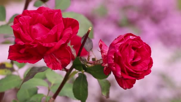 Arbusto Con Rosas Jardín Otoño Sol Capullos Rosas Viento Rosa — Vídeo de stock