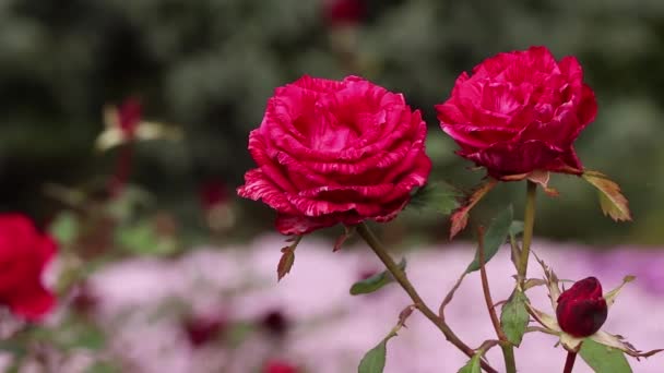 Krzew Różami Ogrodzie Jesienią Słońcu Pąki Róż Wietrze Róża — Wideo stockowe
