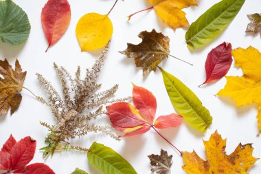 Farklı ağaçlara sahip sonbahar renkli yapraklar beyaz zemin üzerinde sarı kırmızı yeşil uzanır, arka plan için sonbahar yaprakları, sonbahar yaprakları, sonbahar arkaplanı