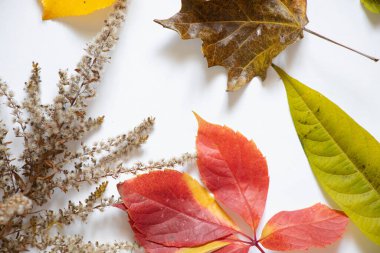 Farklı ağaçlara sahip sonbahar renkli yapraklar beyaz zemin üzerinde sarı kırmızı yeşil uzanır, arka plan için sonbahar yaprakları, sonbahar yaprakları, sonbahar arkaplanı