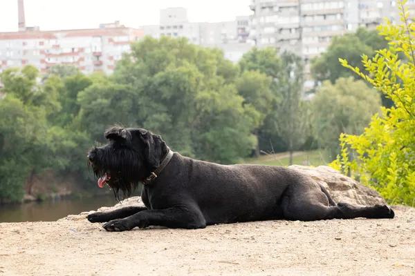 Portrét Dospělého Černého Psa Giant Schnauzer Parku Slunci Létě Ukrajině — Stock fotografie