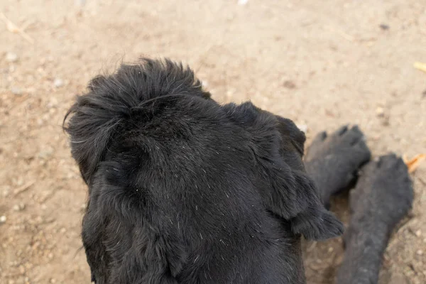 Portrait Adult Black Dog Giant Schnauzer Park Sun Summer Ukraine — Stock Photo, Image