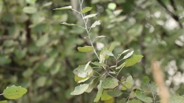 Yazın Ukrayna 'daki ormanda kavak ağacı, doğa.