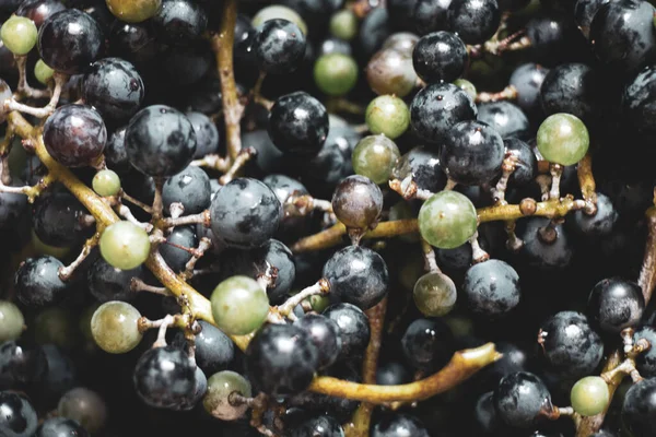 Rijpe Blauwe Druiven Voor Achtergrond Druivenoogst Close — Stockfoto