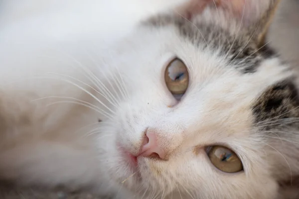 Sin Hogar Salvaje Calle Gatito Miente Descansando Carretera Verano Gatito — Foto de Stock