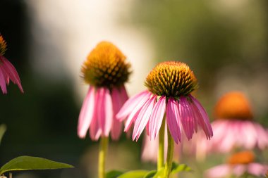Mor ekinezya yazın Ukrayna 'da güneşte yetişir, mor ekinezya