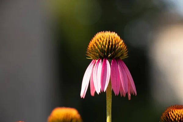 Lila Echinacea Wächst Sommer Der Sonne Der Ukraine Garten Lila — Stockfoto