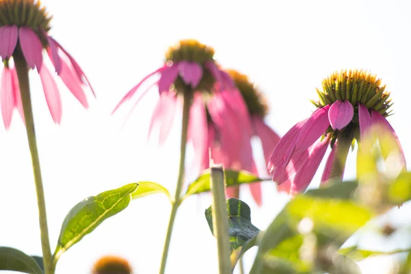 Μωβ Echinacea Μεγαλώνει Στον Κήπο Καλοκαίρι Στον Ήλιο Στην Ουκρανία — Φωτογραφία Αρχείου