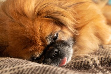 Kızıl saçlı Pekin köpeği, dili dışarıda bir battaniyenin üzerinde uyur, Pekin köpeği.