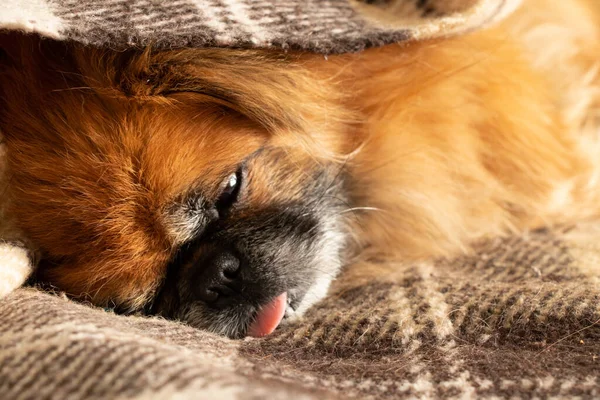 Roodharige Pekingese Hond Slaapt Een Deken Het Bed Met Zijn — Stockfoto