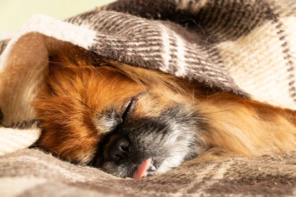 Roodharige Pekingese Hond Slaapt Een Deken Het Bed Met Zijn — Stockfoto