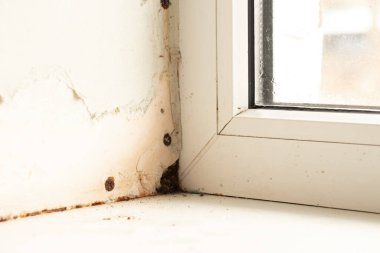 Plasterboard yamaçlı pencereler, nem ve mantar, onarımı olmayan daire, mantar ve nem.