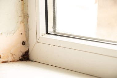 Plasterboard yamaçlı pencereler, nem ve mantar, onarımı olmayan daire, mantar ve nem.