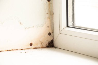 Plasterboard yamaçlı pencereler, nem ve mantar, onarımı olmayan daire, mantar ve nem.