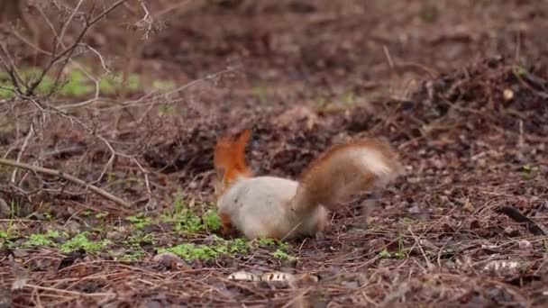 Gray Little Squirrel Walks Forest Ukraine City Dnipro — Stock Video