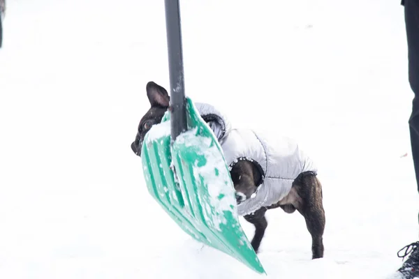 Franse Bulldog Winter Een Jasje Sneeuw Voor Wandelingen Hond Het — Stockfoto