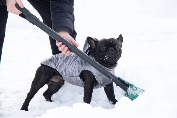 French Bulldog Winter Jacket Snow Walks Dog Park Winter Helps — Stockfoto