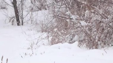 Aralıkta Ukrayna 'da ormanda kar yağışı, karda çalılar ve ağaçlar, karlı hava