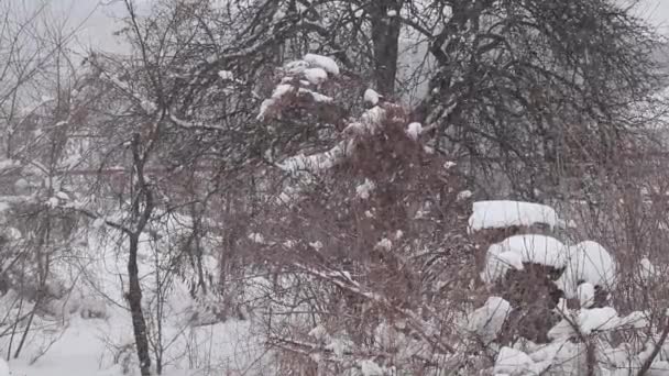 Snowfall Forest December Ukraine Bushes Trees Snow Snowy Weather — стоковое видео