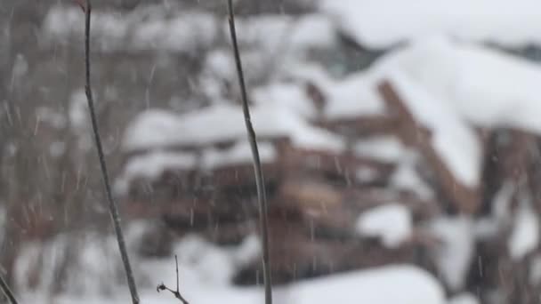 Sněžení Prosinci Lese Ukrajině Keře Stromy Sněhu Sněhové Počasí — Stock video