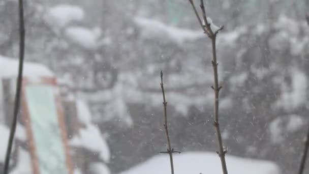 Nevadas Bosque Diciembre Ucrania Arbustos Árboles Nieve Tiempo Nevado — Vídeos de Stock