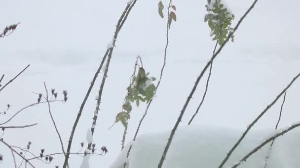 hóesés az erdőben decemberben Ukrajnában, bokrok és fák a hóban, havas időjárás
