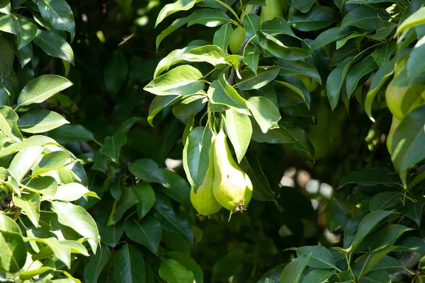 Pêras Verdes Árvore Amadurecem Julho Sol Ucrânia Pêra Verde — Fotografia de Stock