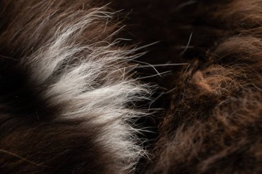 Kedi yünü siyah beyaz kedi, arka plan için yün