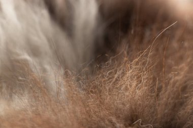 Kedi yünü siyah beyaz kedi, arka plan için yün