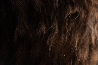 Kedi yünü siyah beyaz kedi, arka plan için yün