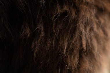 Kedi yünü siyah beyaz kedi, arka plan için yün