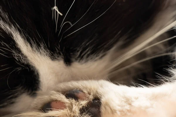 Natural Fur Background Paw Head Domestic Cat — Fotografia de Stock