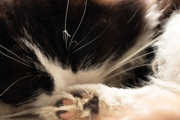 Fondo Natural Piel Pata Cabeza Del Gato Doméstico — Foto de Stock