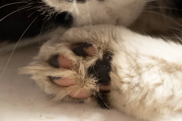 Natural Fur Background Paw Head Domestic Cat - Stock-foto