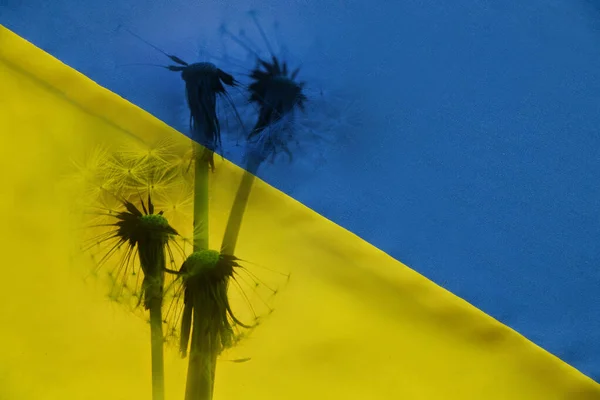 Жовтий Синій Національний Прапор України Кульделіон Фон Зупинка Війни Миру — стокове фото