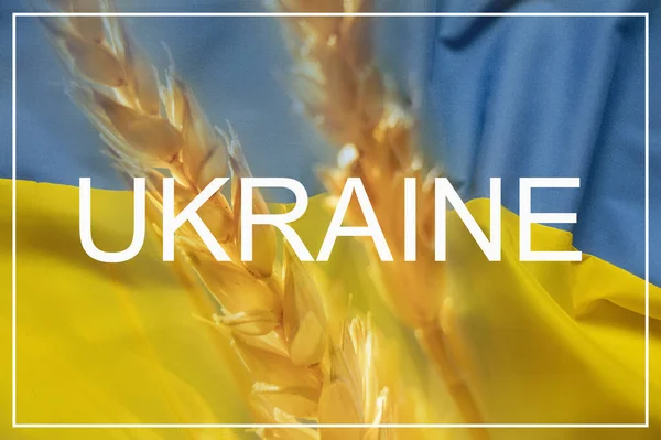 Weizen Auf Dem Feld Vor Dem Hintergrund Der Ukrainischen Nationalflagge — Stockfoto