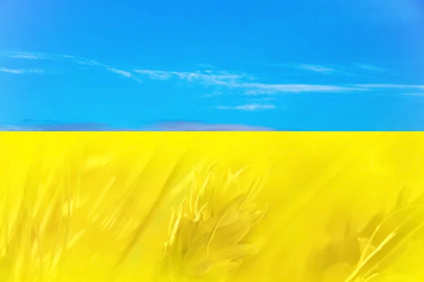 Пшеница Поле Фоне Государственного Флага Украины Желто Синего Цвета Урожай — стоковое фото
