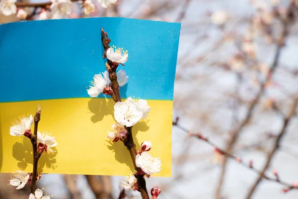 Національний Прапор України Дереві Квітучим Абрикотом Сонці Україні Навесні 2022 — стокове фото