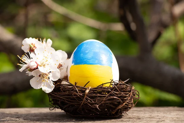 Ukrayna 'da bir çiftlikte kayısı çiçekleri, Ukrayna' da Paskalya bayramı 2022 'de Ukrayna' da bir çiftlikte.